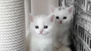 белые британские котята с питомника Мирасинель