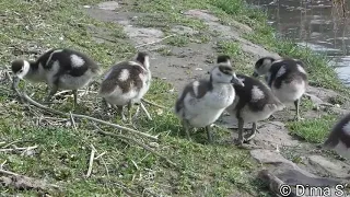 Egyptian goose chicks / Nilgans Küken Mannheim - Neckarwiese