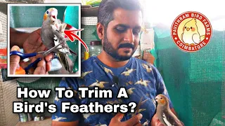 HOW TO TRIM A BIRD'S FEATHERS?  PAVITHRAM BIRD FARMS || COIMBATORE || TAMED BIRDS