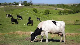 Zur Rettung des Planeten: Kühe gehen aufs Klo