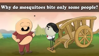 Why do mosquitoes bite only some people? | #aumsum #kids #science #education #children