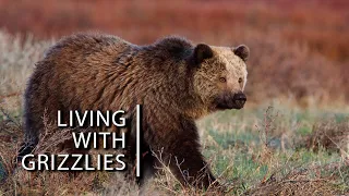 Living with grizzlies on the grasslands