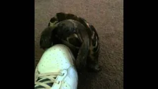 Fonzy the tortoise shoe humper