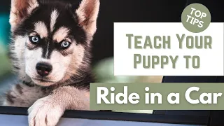 How to Teach Your Puppy to Ride in a Car - Prevent Anxiety and Motion Sickness