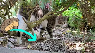 Cute Cat is trying to eat hedgehog. I gave food to the cat so it wouldn't eat the hedgehog.