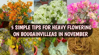 5 SIMPLE TIPS FOR HEAVY FLOWERING ON BOUGAINVILLEAS IN NOVEMBER | BOUGAINVILLEA OCTOBER CARE 😍🌸