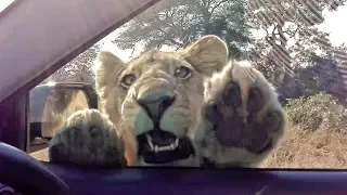 When a Wild Lion Tries to Get Inside Your Car!