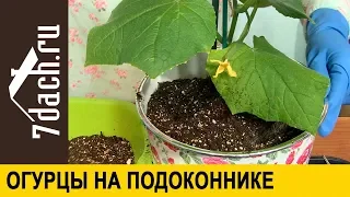 🥒 Огурцы на подоконнике. Практические советы от Марины Рыкалиной - 7 дач