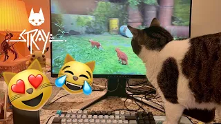 Cats Watching Stray! 😹 FUNNY Compilation 😹 | Cute cats LOVE to watch their hoomans play this game!