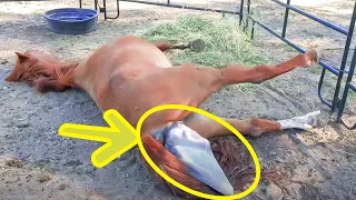 When This Woman Saw What Her Horse Gave Birth To, She Screamed Loudly