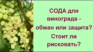 Правильные меры против серой гнили на винограде//Виноград, болезни, лечение и профилактика