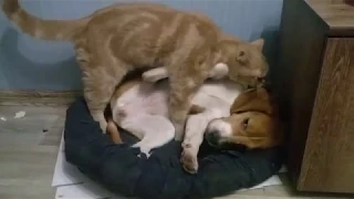 Кот насилует собаку/The cat loves the dog