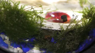 Land Moss Sustainable Aquarium Garden