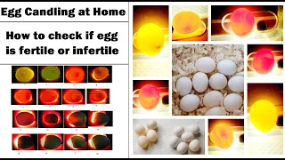 Budgie Egg Candling | Check if Egg is Fertile-Infertile | Parakeet Egg Candling | Candle egg at home