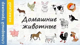 Домашние животные на немецком. ВИДЕОТРЕНАЖЕР