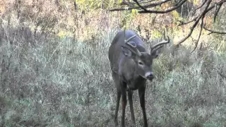 (GRAPHIC) Ground n pound... 6 point buck taken during 2015 archery season