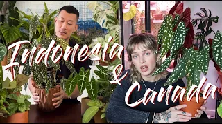 From Canada to Indonesia - Plant Care Chat and Comparison with Wildfern!