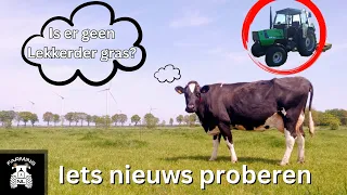 Gras maaien of laten staan? Mais opgekomen?