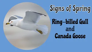 Signs of Spring: Ring-billed Gull and Canada Goose