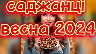 🌳🌳🌳ФУНДУК ТОП-10.Саджанці та Черенки на ВЕСНУ 2024 / hazelnut Trebizond Ukraine