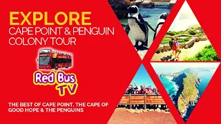 Cape Point & Penguin Explorer Tour - City Sightseeing Cape Town - Red Bus TV