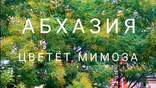 Абхазия/Цветёт мимоза в январе /Мои будни /2022год