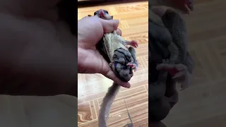 Mother Sugar Glider Keeps Her Twins In Pouch #shorts #sugarglidercare #sugarglider