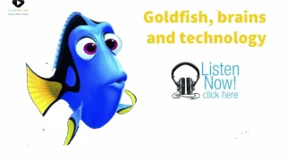 Goldfish Brain And Technology - BBC Learning English 2017 - 6 Minute English