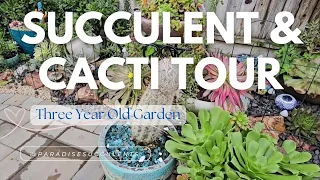 Three year old Succulent & Cacti Garden