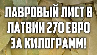 ЛАВРОВЫЙ ЛИСТ В ЛАТВИИ 270 ЕВРО ЗА КИЛОГРАММ! | КРИМИНАЛЬНАЯ ЛАТВИЯ