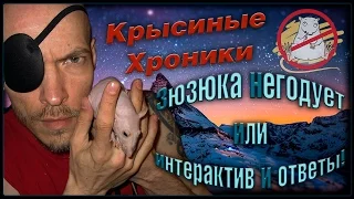 Сфинкс Зюзюка негодует, или интерактив и ответы! (Fancy Rats | Декоративные Крысы) + бонус...