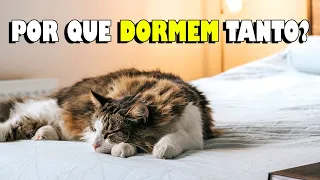 Por que o GATO DORME tanto? Veja os motivos - Gatil Hauser