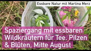 Wildkräuter , Pilze, Früchte & Blüten Mitte August erkennen, sammeln & zubereiten in Oberbayern