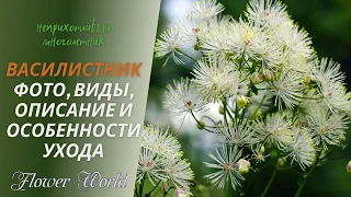 Василистник фото, виды, описание и особенности ухода.🌼