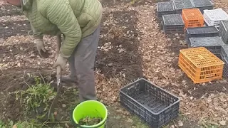 Топинамбур.Польза и Выгода.