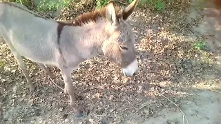 Donkey Eating Grass In Village Video#52