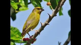 Greenfinch - Carduelis chloris - (Chloris chloris) Φλώρος- Λουλουδάς - Cyprus