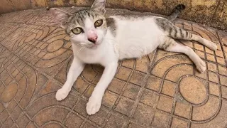 Today I have met pregnant cat sound meow for her food