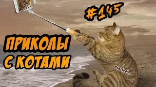 Приколы с Котами - Смешные коты и кошки 2018 - Озвучка КОТОВ - Funny Cats