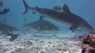 Tiger Sharks, Maldives, Fuvahmulah