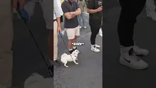 Speed talks to a dog 🤣