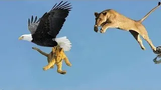 Top 5 best eagle attacks || the best of eagle attacks on human & Animal's // Secret Rahasya Show