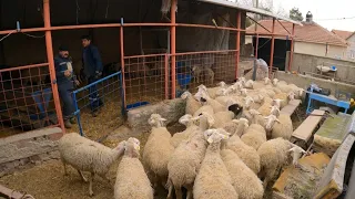 KOYUNLAR KUZULAR MERAYA HAZIRLIK ~ KÖPEKLERE YEMEK ( koyun kuzu videoları koyunculuk küçükbaş, sheep