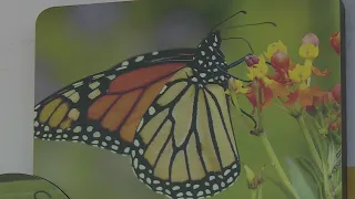 Monarch butterflies are listed as endangered species