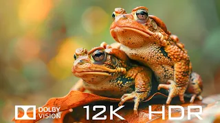 12K HDR 120fps Dolby Vision - Most Amazing Animals And Relaxing Piano Music