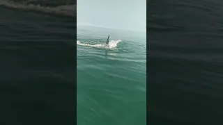 Shark Attack at the boat with a 10 yr old videoing