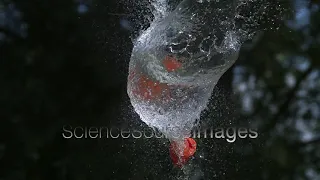 Water Balloon Bursting in Slow Motion