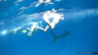 Китовая акула в Красном море. Whale shark