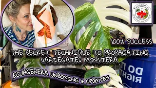 🌱THE SECRET TECHNIQUE TO PROPAGATING VARIEGATED MONSTERA | Houseplant Unboxing
