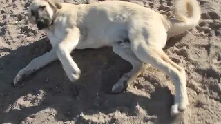 Baby Chicks and Anatolian Shepherd Puppy